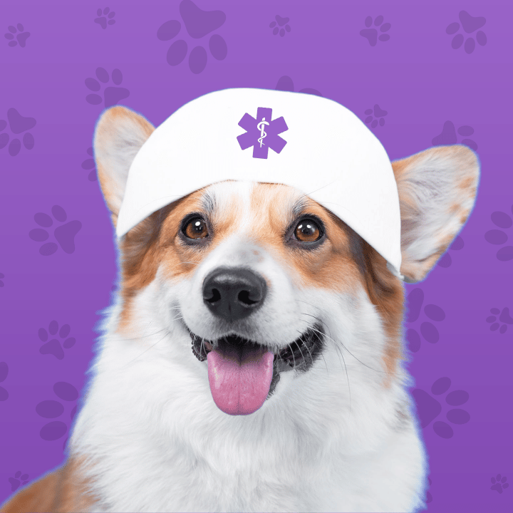 Pet health symptoms and treatment solutions