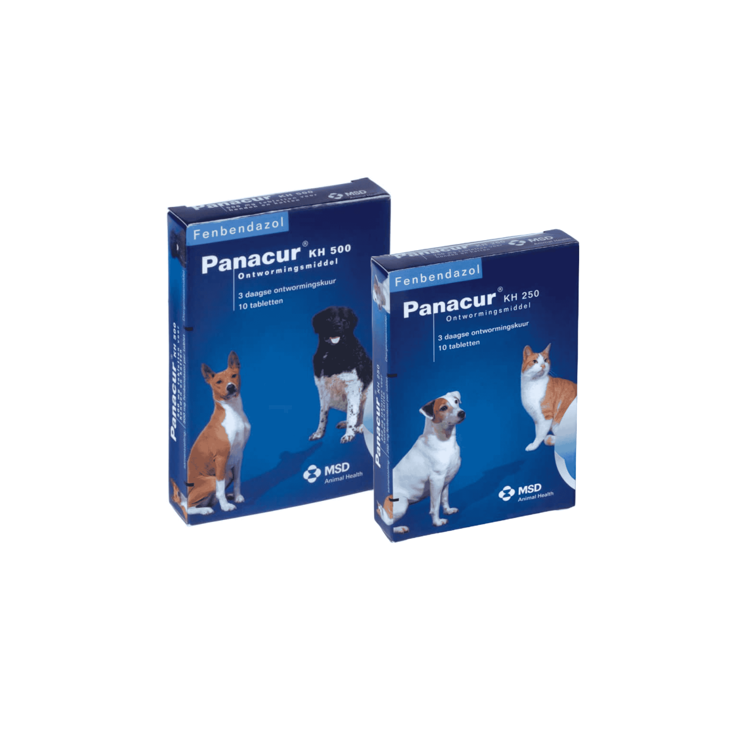 Pet ear care and infection management